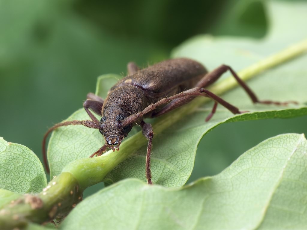 Trichoferus campestris (Faldermann, 1835)